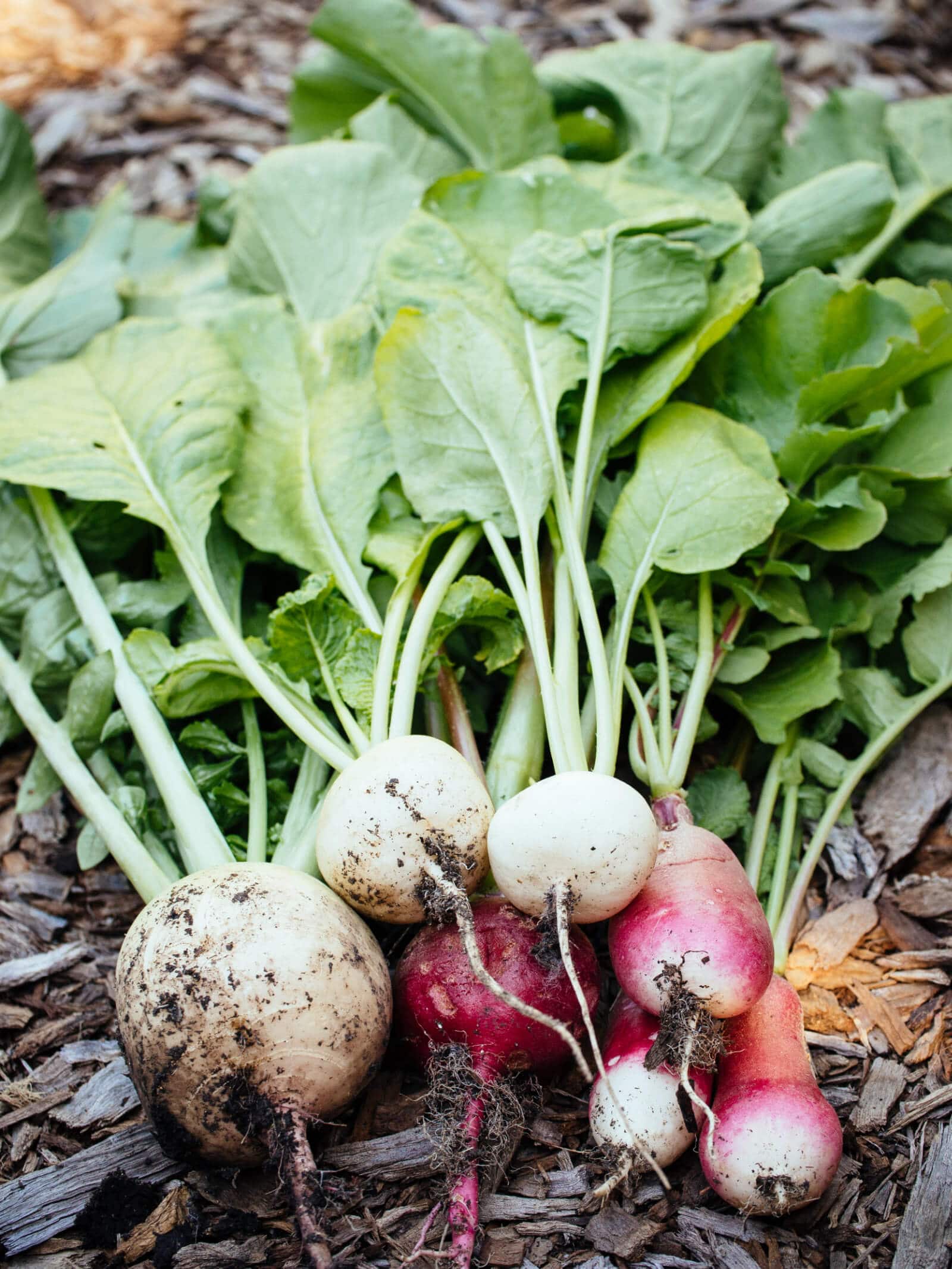 Don't toss those radish tops—they're delicious