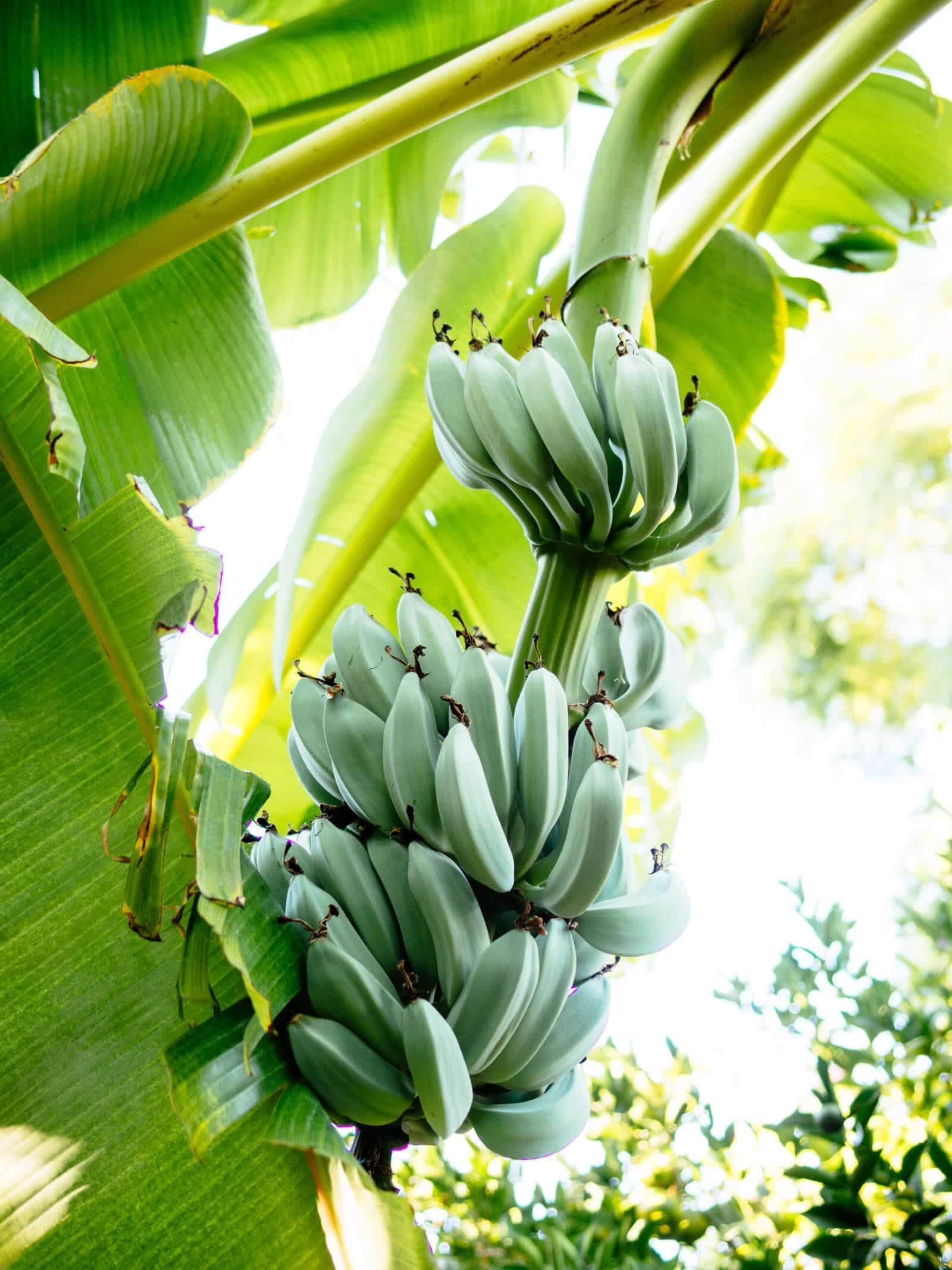A banana is an herb, berry, and other little-known fruit facts