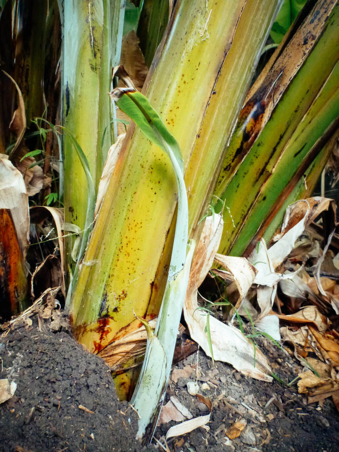 Why a Banana Plant is Actually an Herb AND a Berry Garden Betty