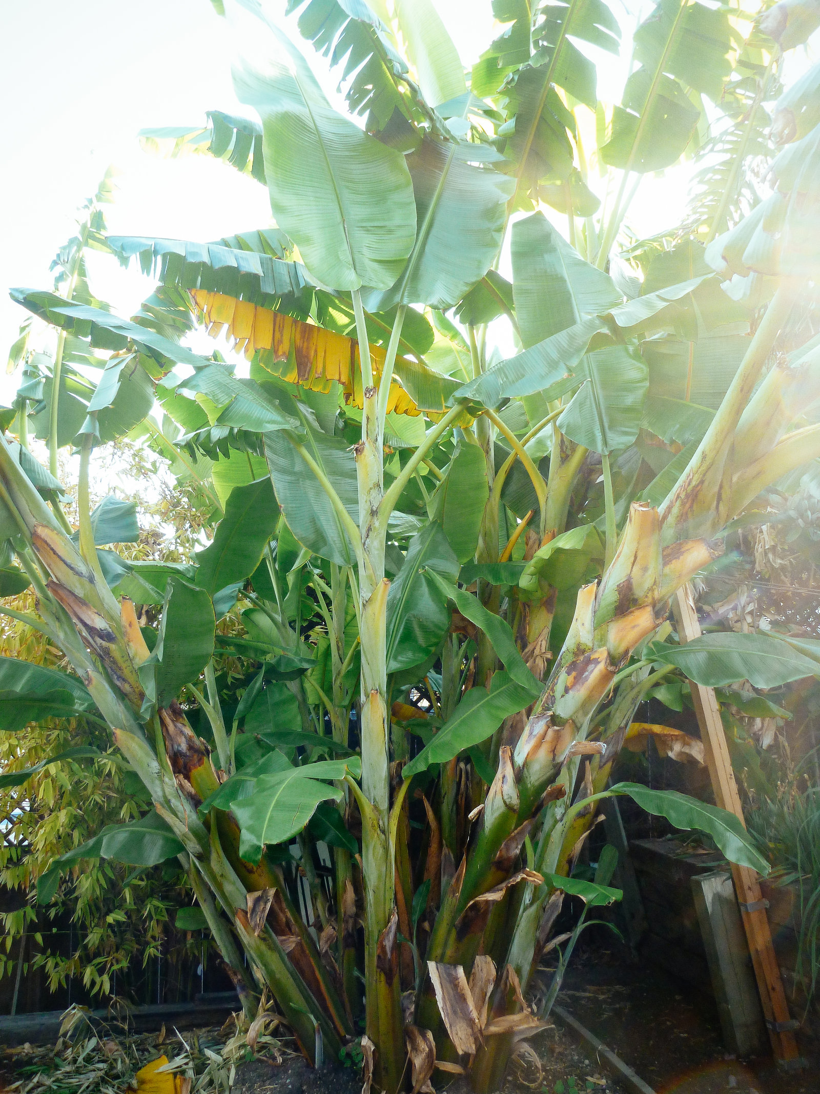 Banana pseudostems look like tall trees, but bananas are actually herbs