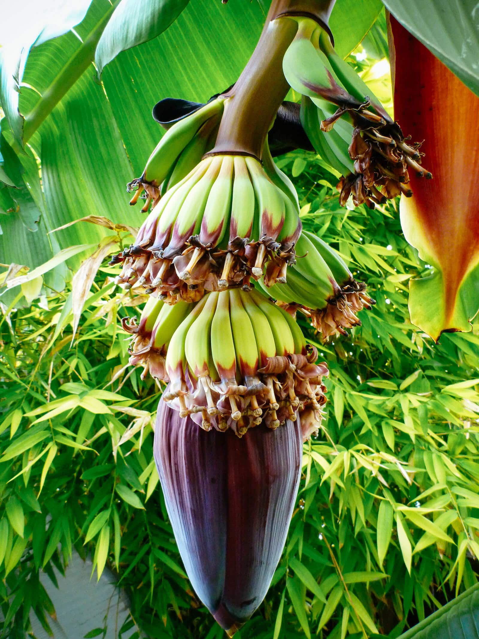 Young bananas growing on a single plant