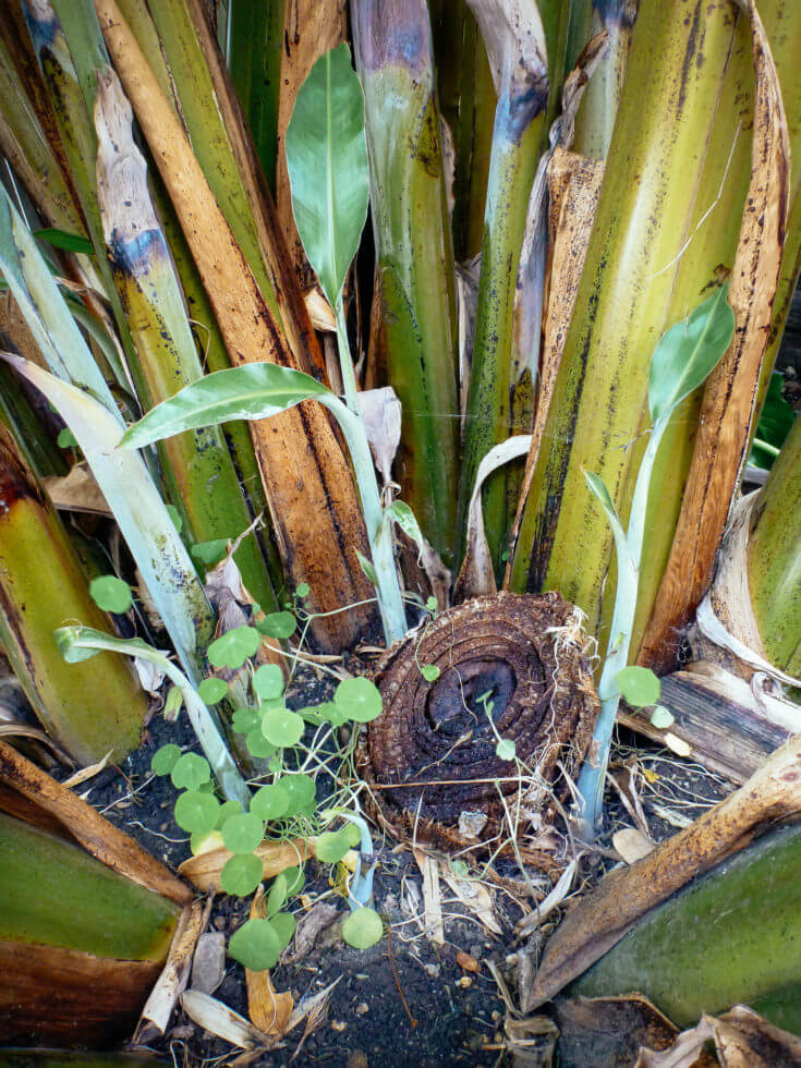 Why a Banana Plant is Actually an Herb AND a Berry Garden Betty