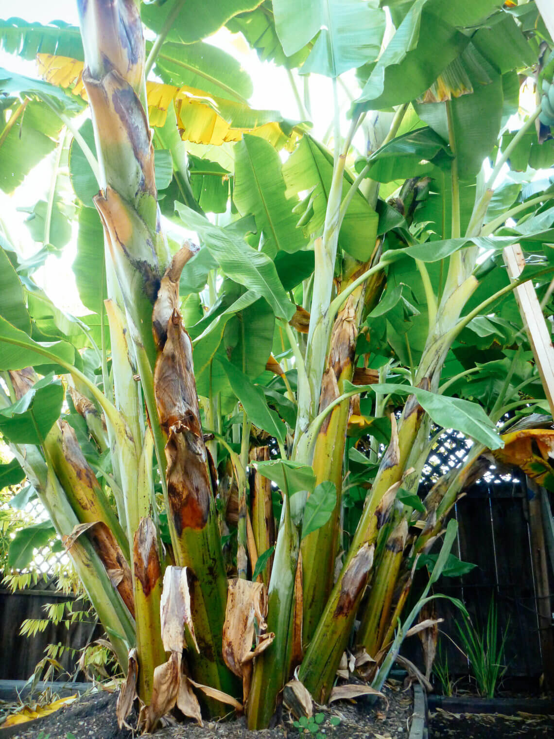 Why a Banana Plant is Actually an Herb AND a Berry Garden Betty