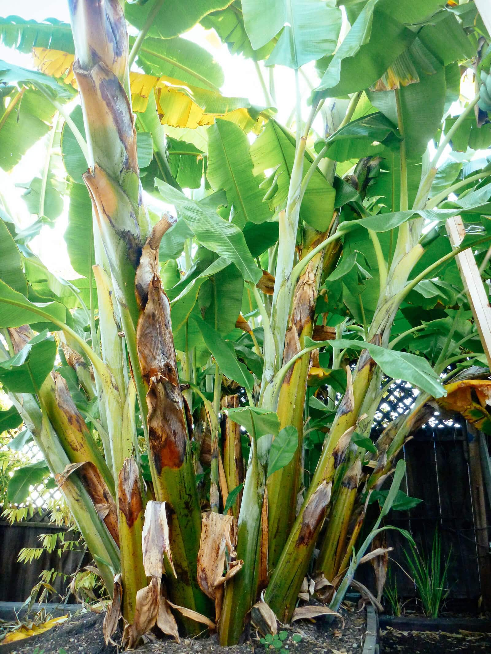 Banana plants (shoots) can grow in clusters and look like a large tree