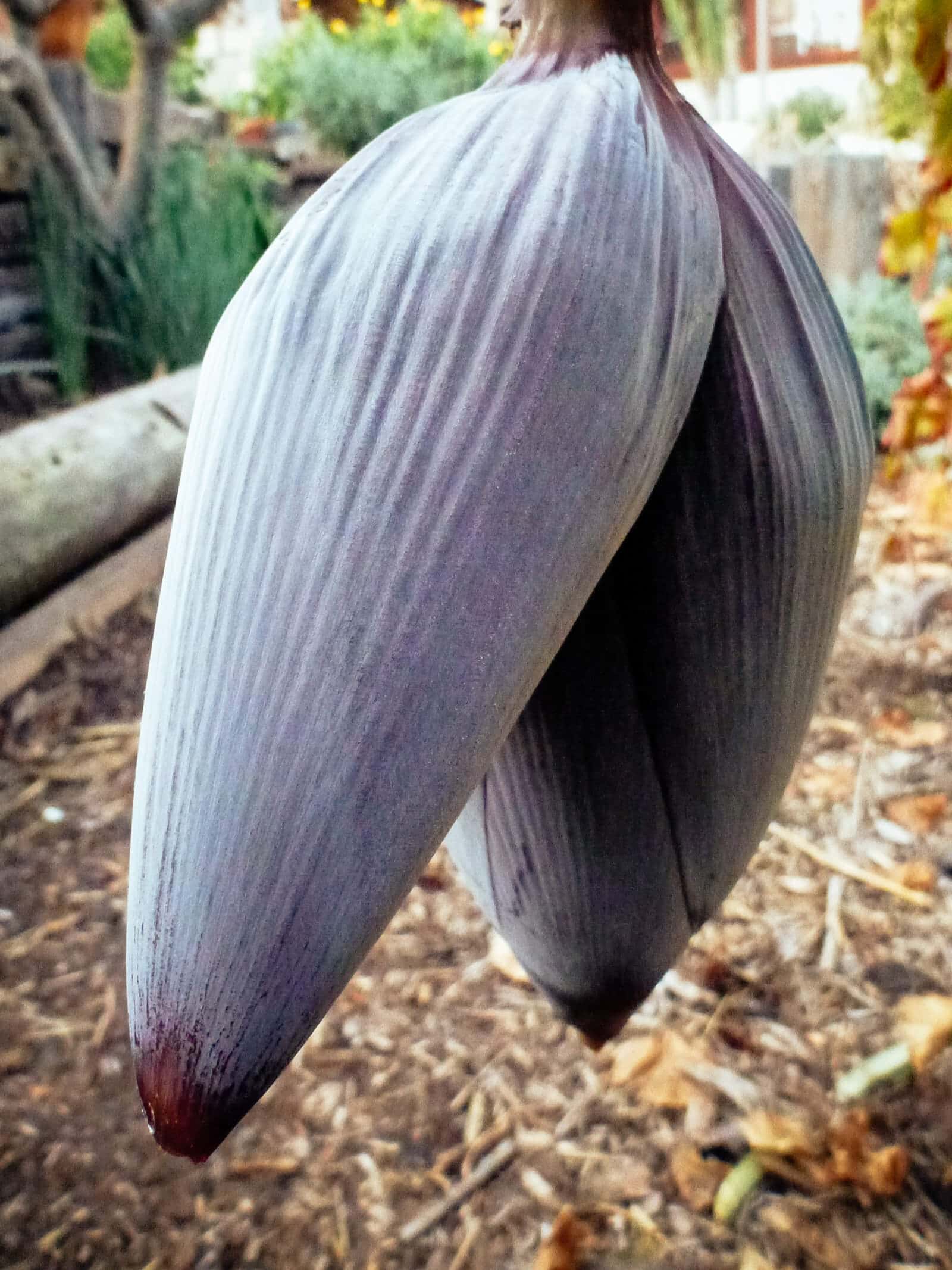Deep purple inflorescence (bud) on a banana plant, also called a banana heart