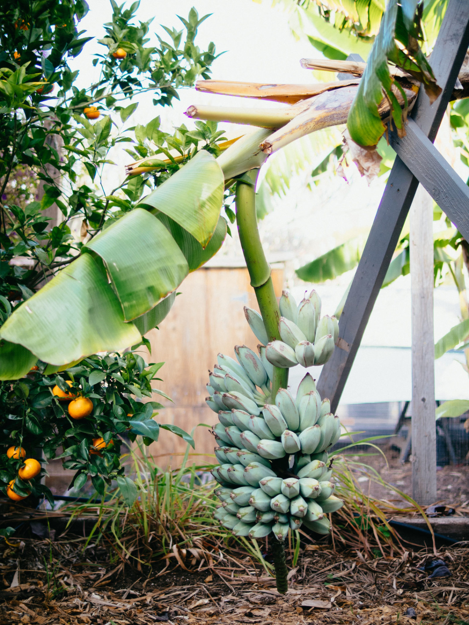 Why a Banana Plant is Actually an Herb AND a Berry Garden Betty