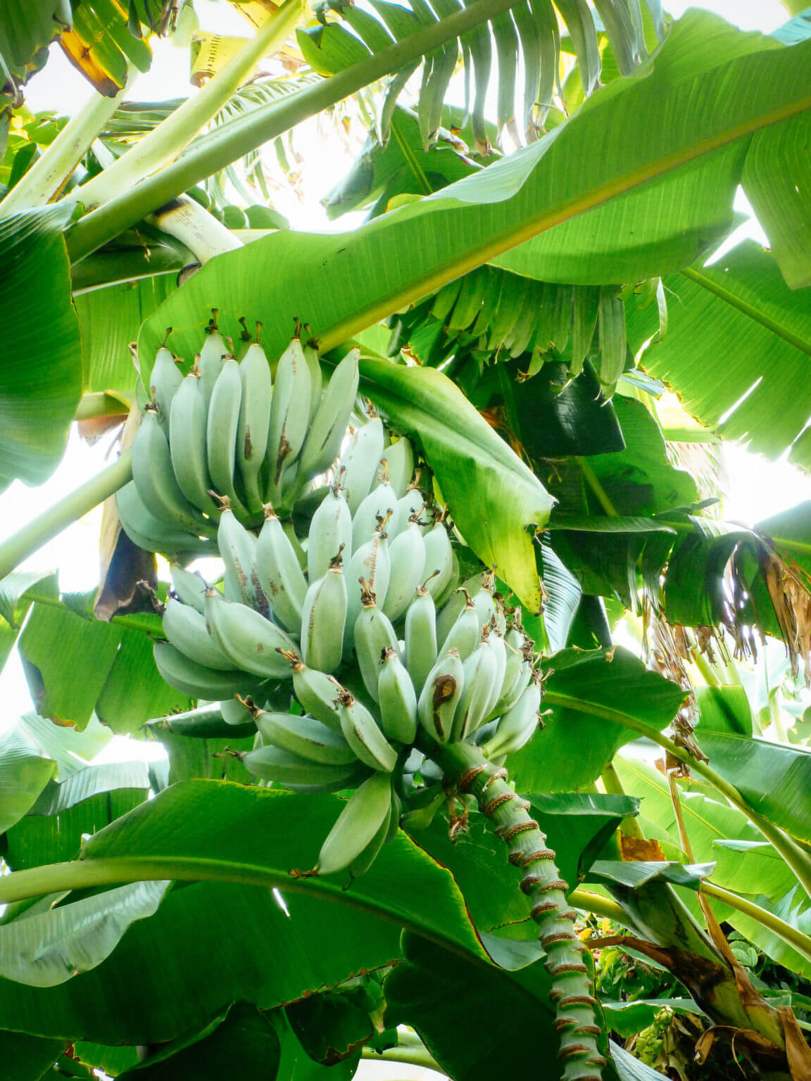Why a Banana Plant is Actually an Herb AND a Berry Garden Betty