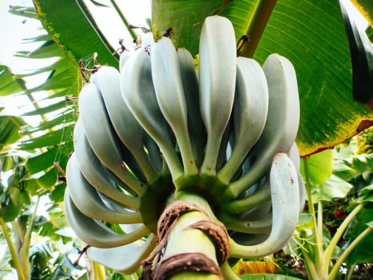 Why a Banana Plant is Actually an Herb AND a Berry Garden Betty
