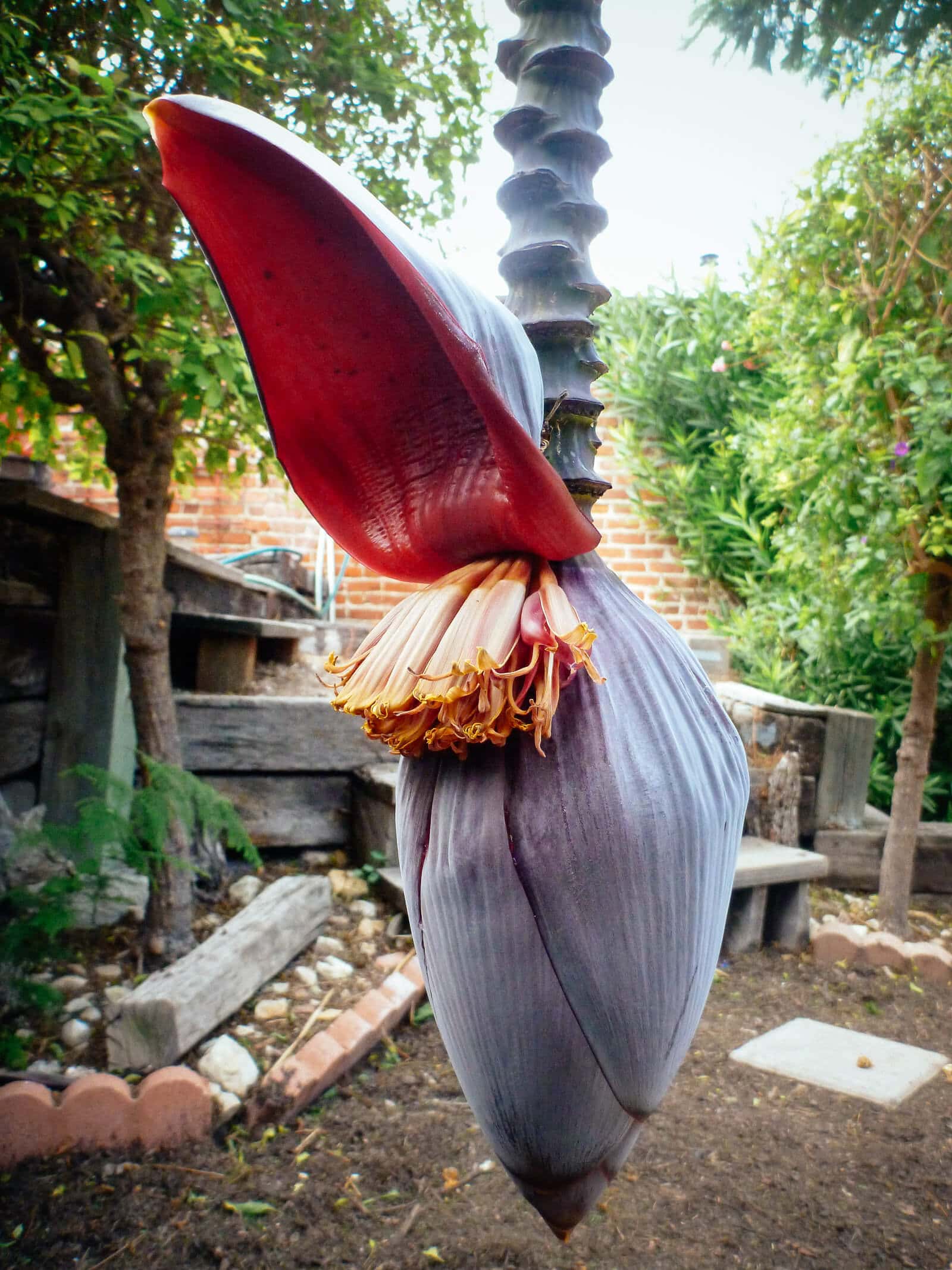 Each petal (bract) of the banana heart opens to reveal double rows of banana blossoms