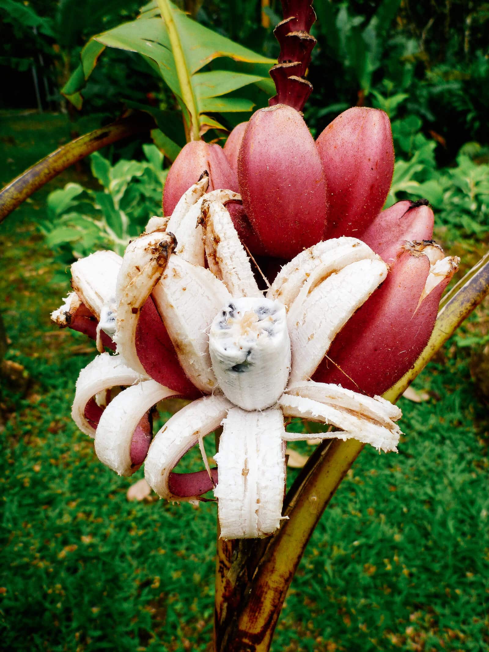 Ornamental pink banana (Musa velutina) is a tropical plant that's also cold-tolerant