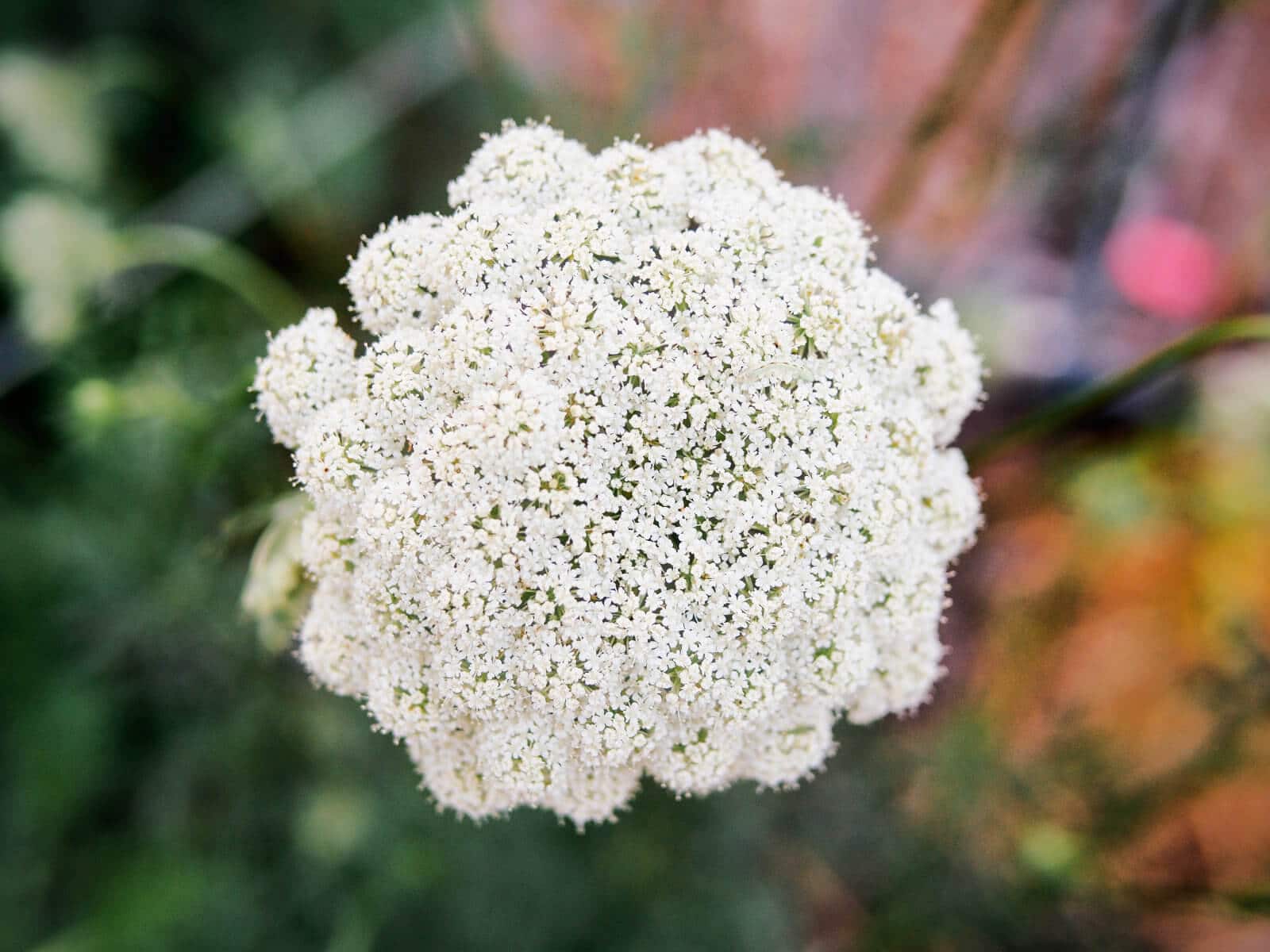 Carrot flowers resemble Queen Anne's lace umbels