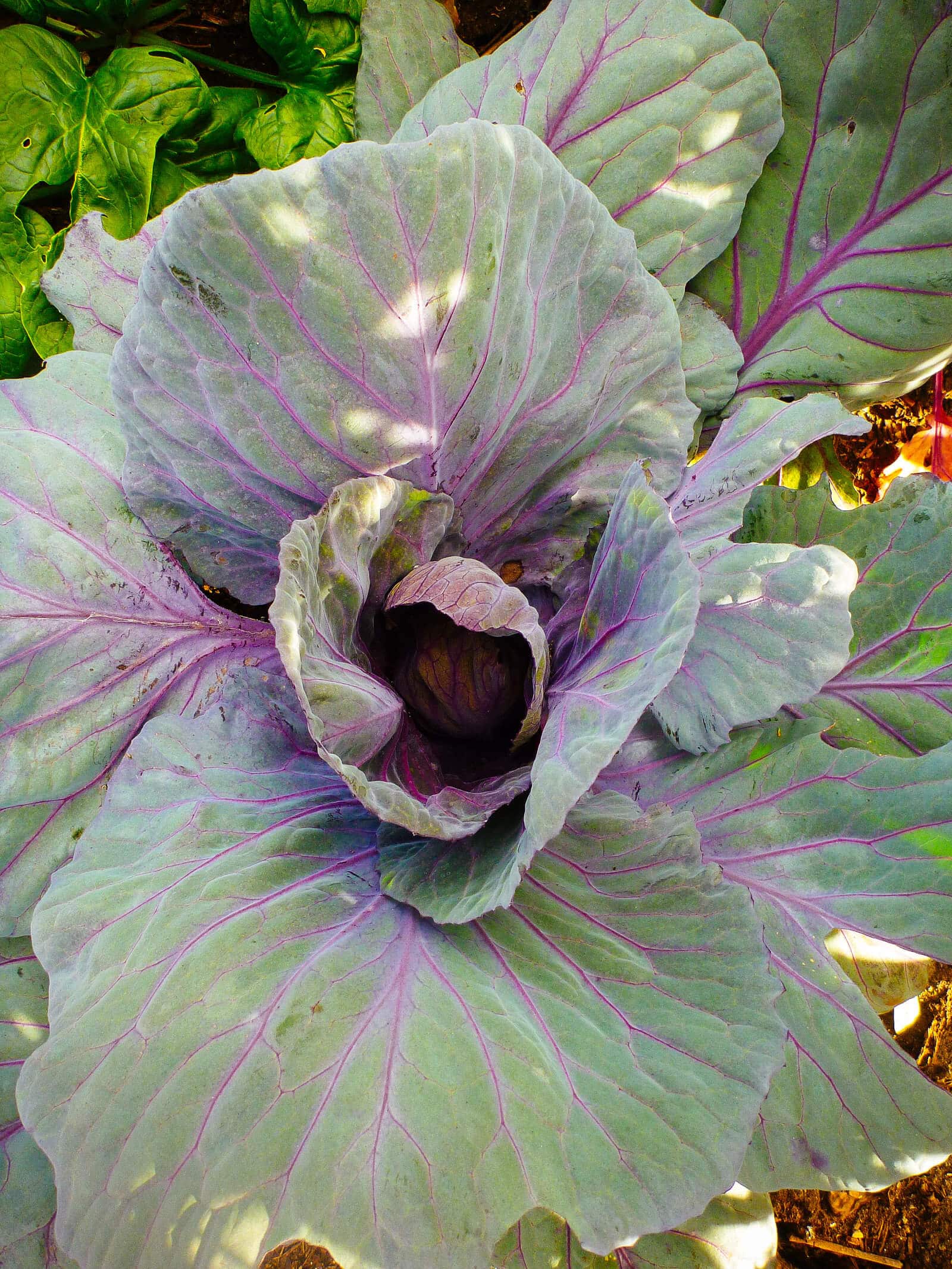 You can eat the broad outer leaves of cabbage