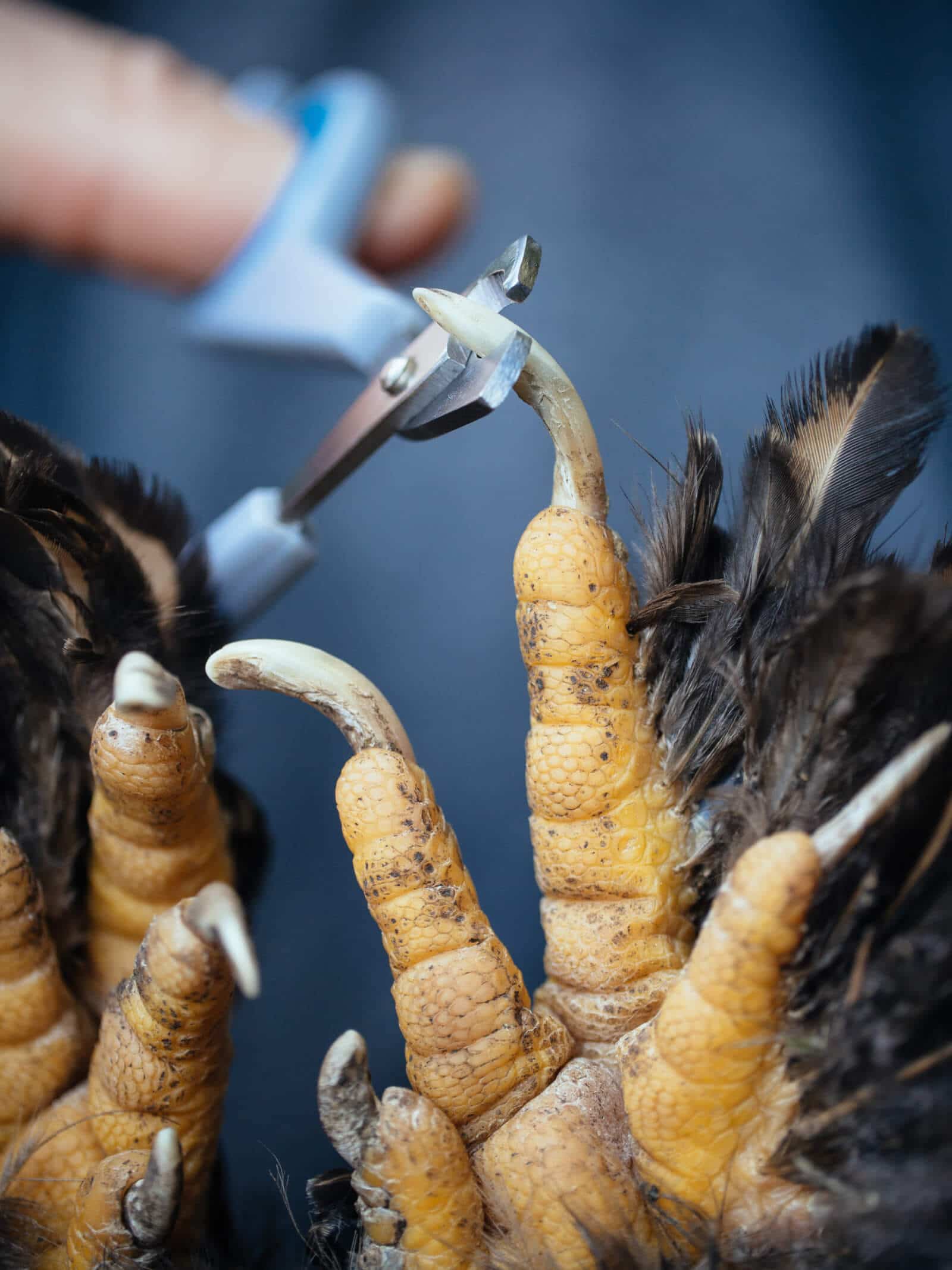 Cut your hen's nails with dog nail clippers