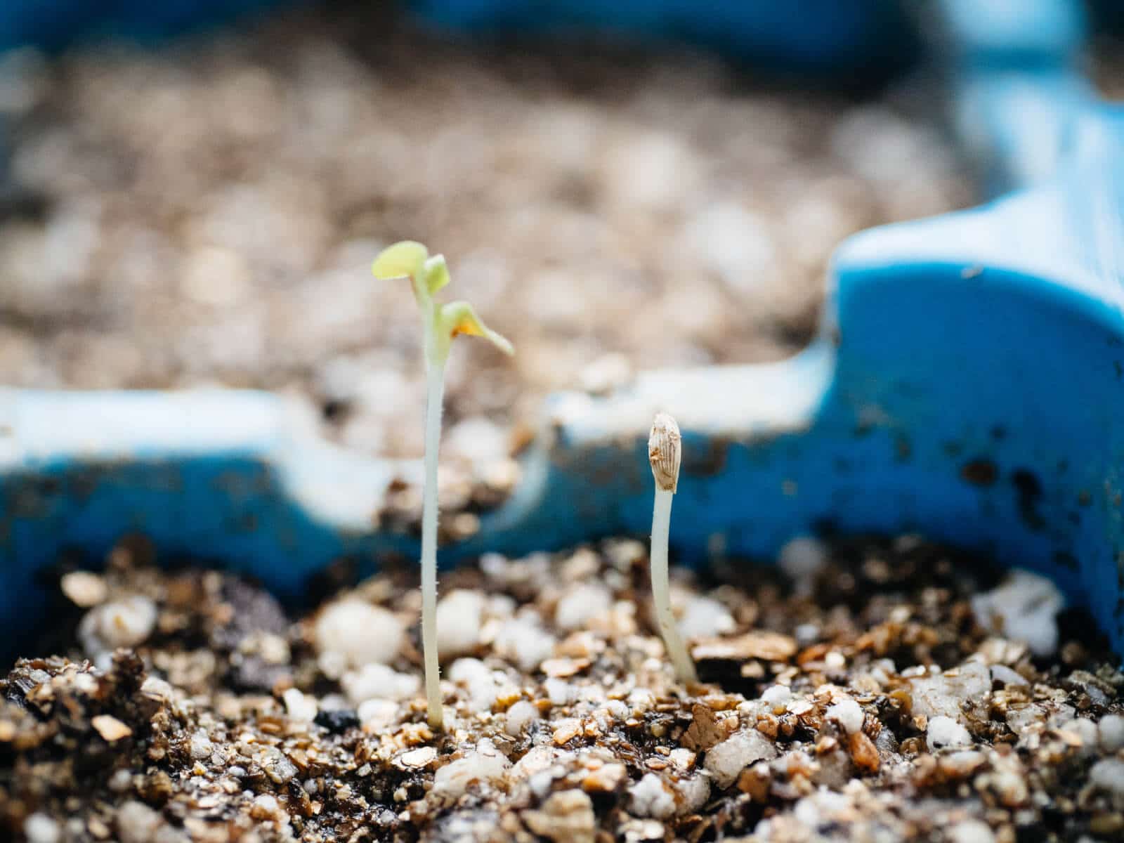 Perlite in seed starting mix