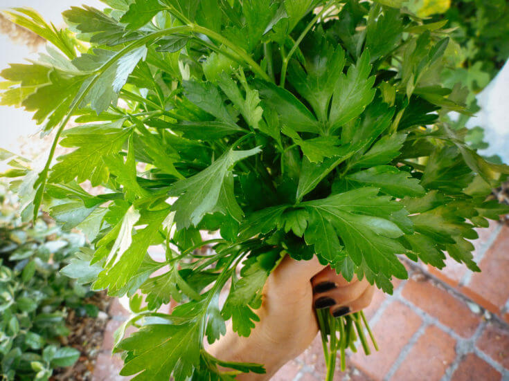 Authentic Chimichurri The Way An Argentine Makes It – Garden Betty