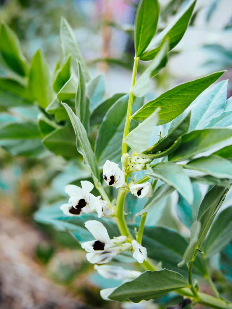 How to Harvest Fava Bean Leaves and Flowers (They’re Edible!)
