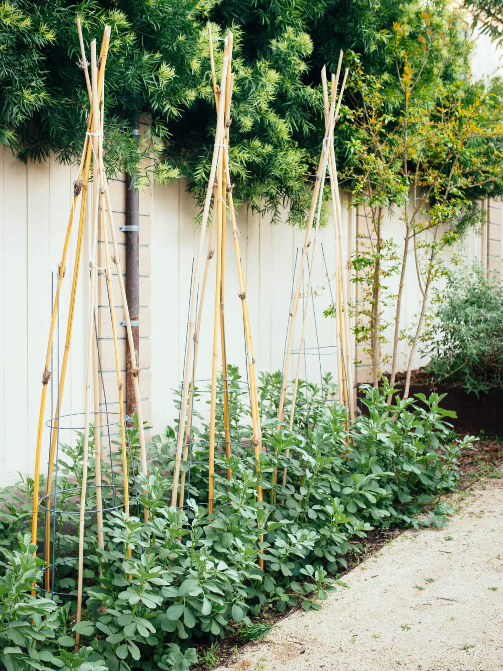Fava bean plants grow tall and lanky and need support from stakes or cages