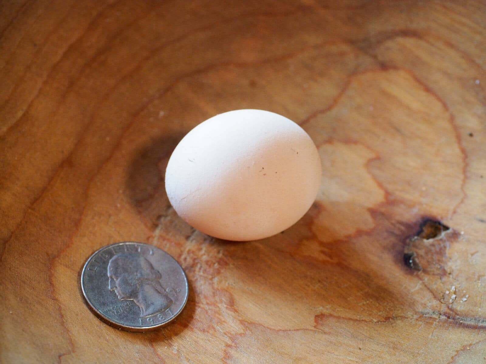 Fart eggs are smaller than standard chicken eggs
