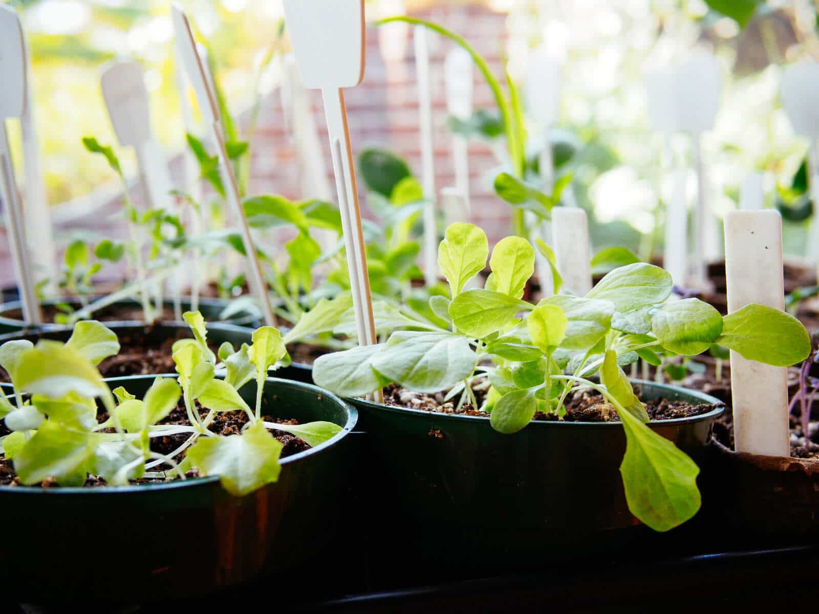 Lettuce seedlings started indoors
