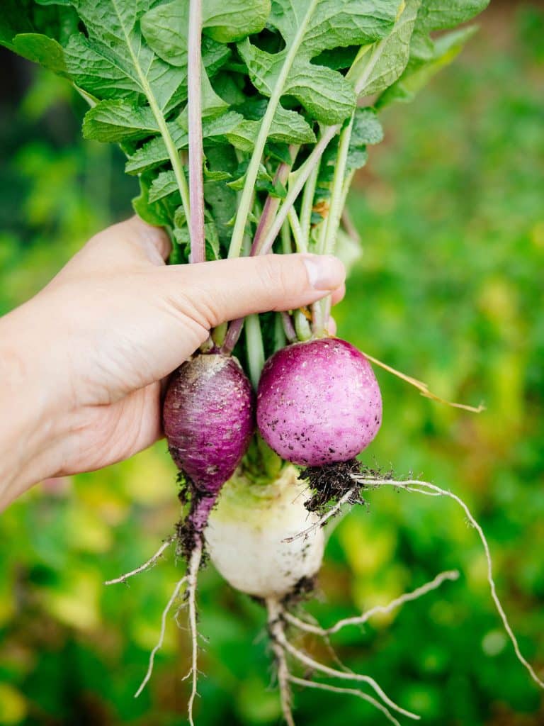 These are the best vegetables that grow in shade