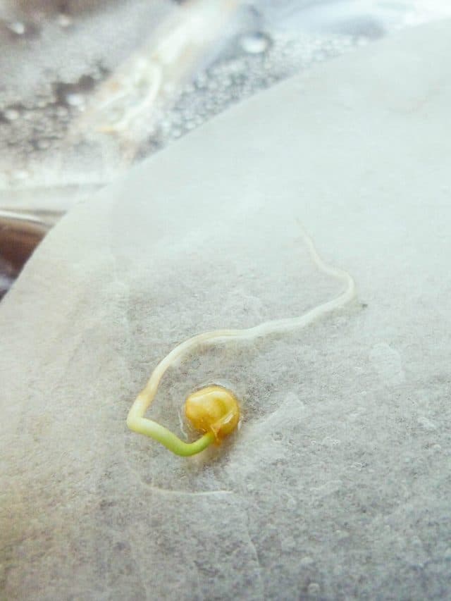 Germinate seeds quickly with coffee filters or paper towels