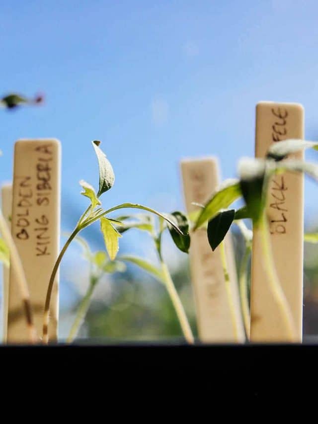 A simple way to harden off seedlings in 7 days (or less)