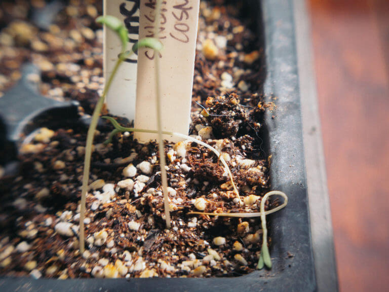 9 Ways to Prevent Damping Off in Seedlings (Hint: Cinnamon Won’t Help You)