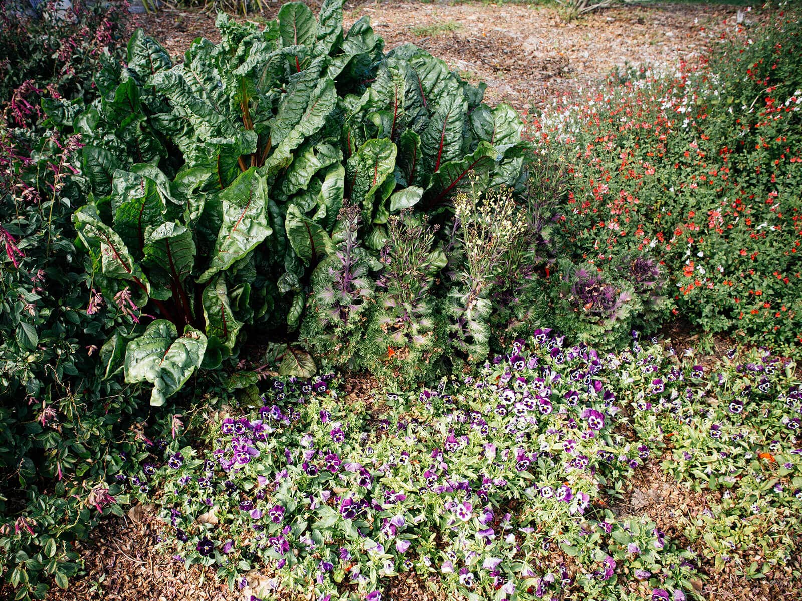 Viola acts as a living mulch for chard and ornamental cabbage