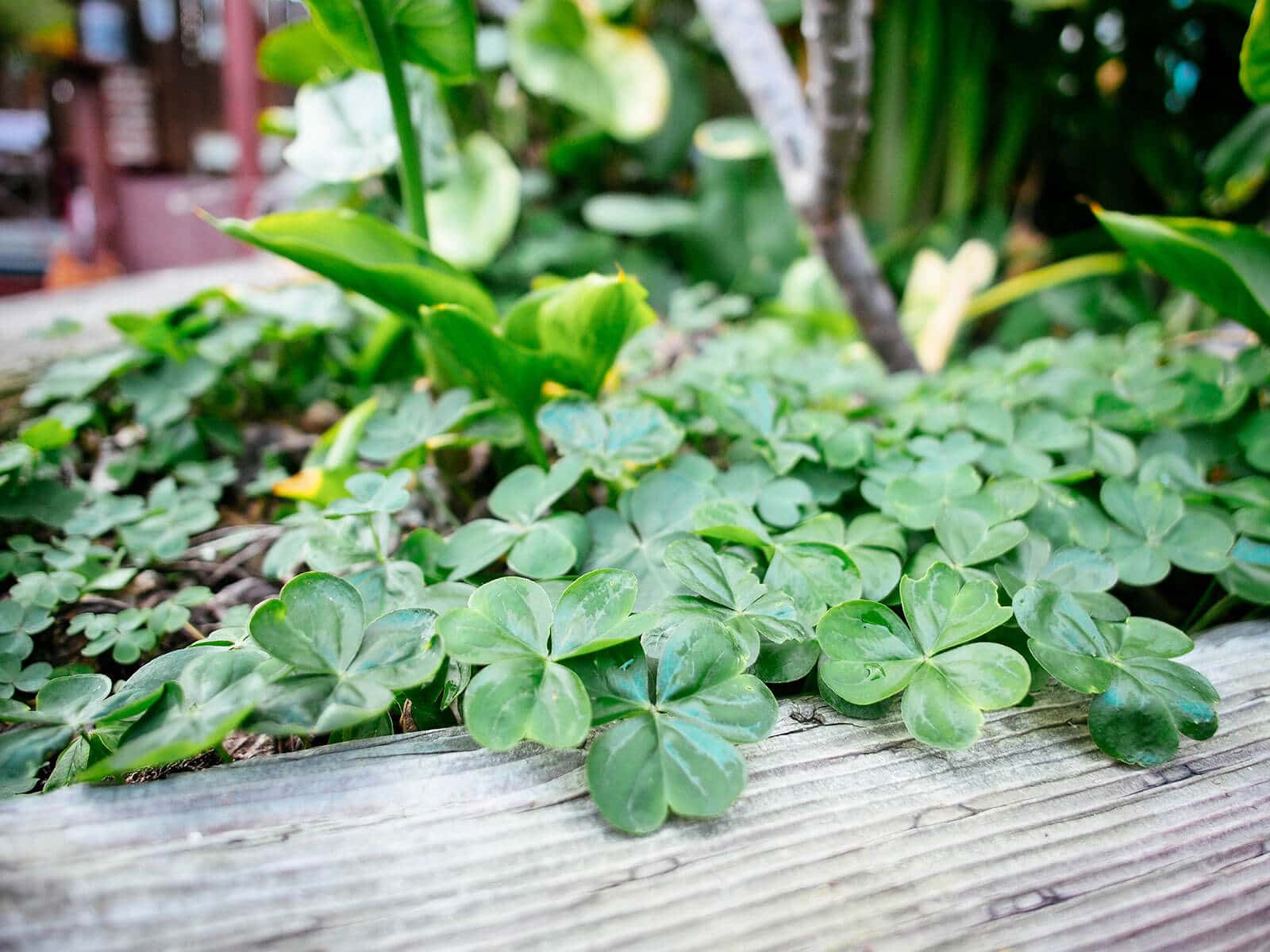 Wood sorrel (oxalis) makes an excellent edible ground cover for shady vegetable gardens