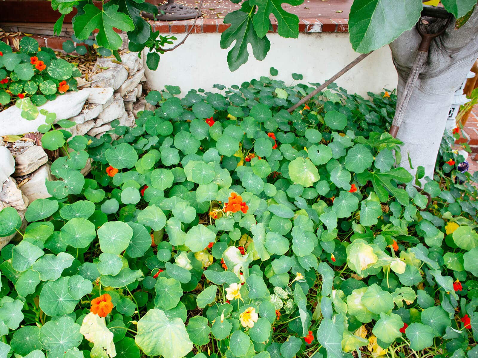 Plant nasturtiums as edible ground covers and trap crops in vegetable gardens