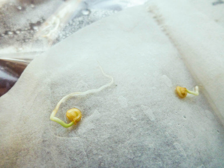 Germinating Seeds In Paper Towels: A Quick and Easy Way to Start Seeds Without Soil