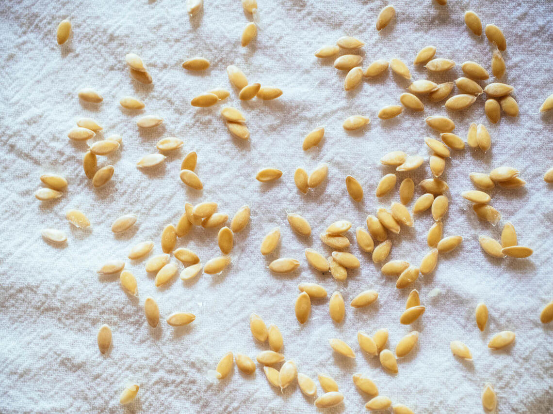 Germinating Seeds In Paper Towels A Quick and Easy Way to Start Seeds Without Soil Garden Betty