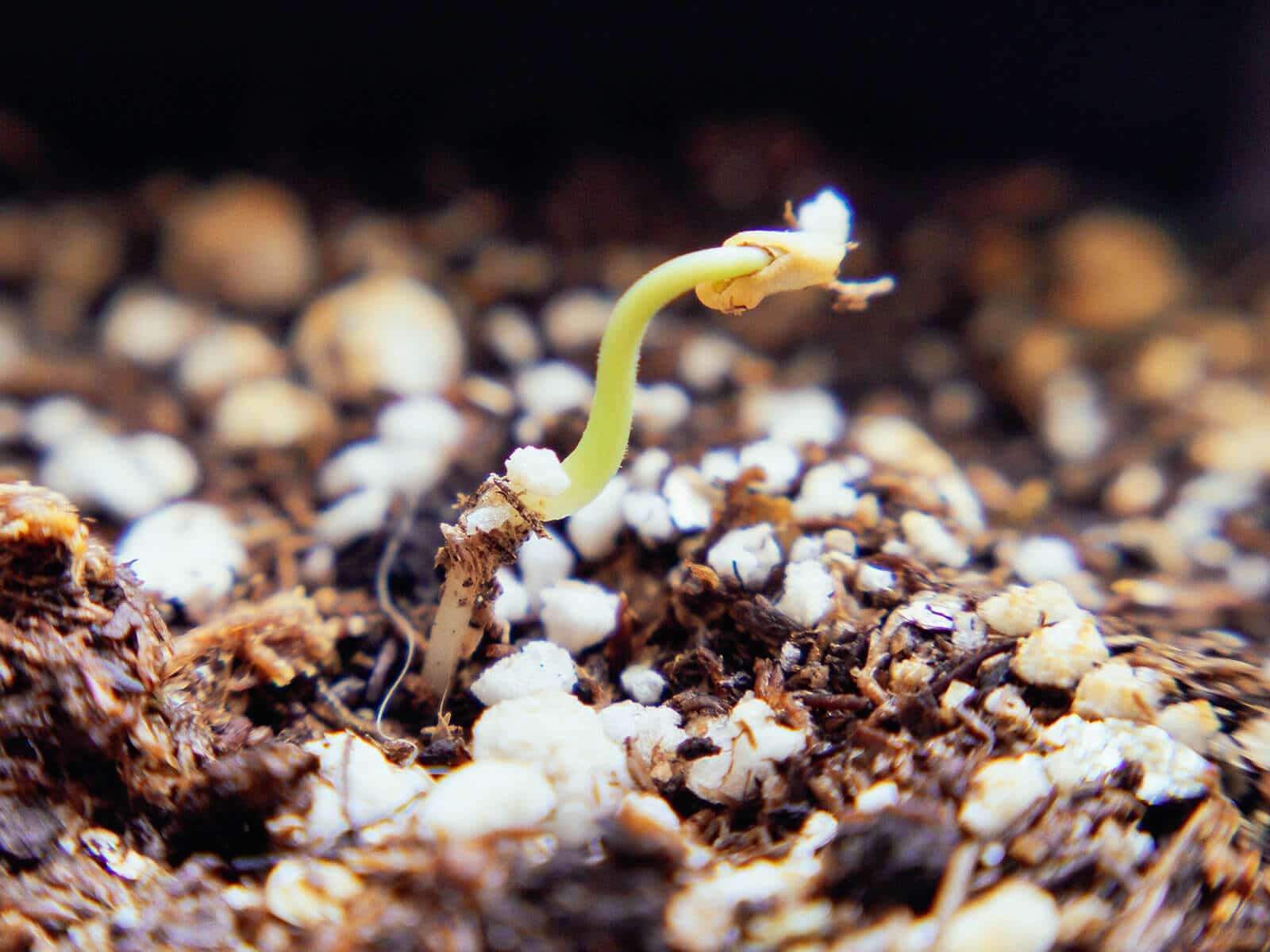 Transplant the germinated seed in potting soil