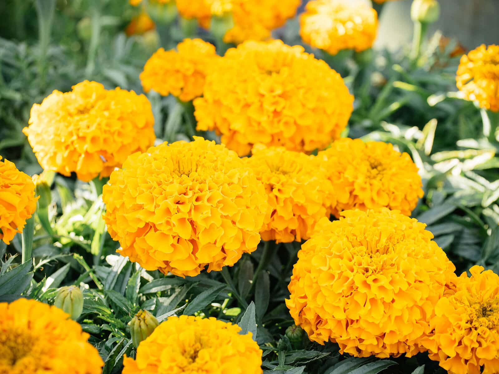 Certain plants like marigolds have strong scents that deter aphids