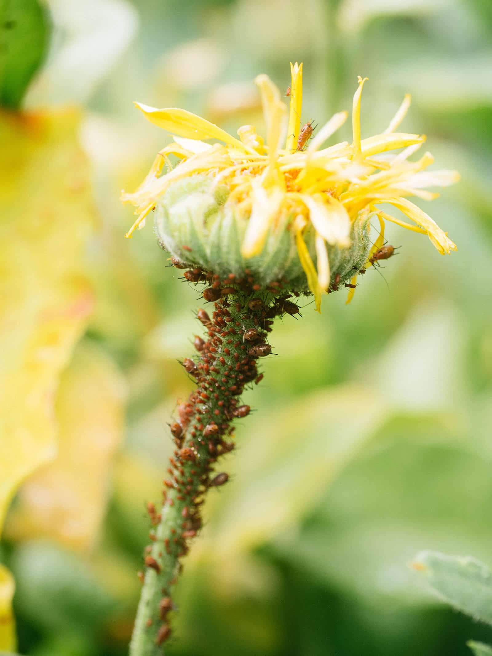 Keep aphids away from more valuable crops by planting a trap crop (like calendula) around your yard