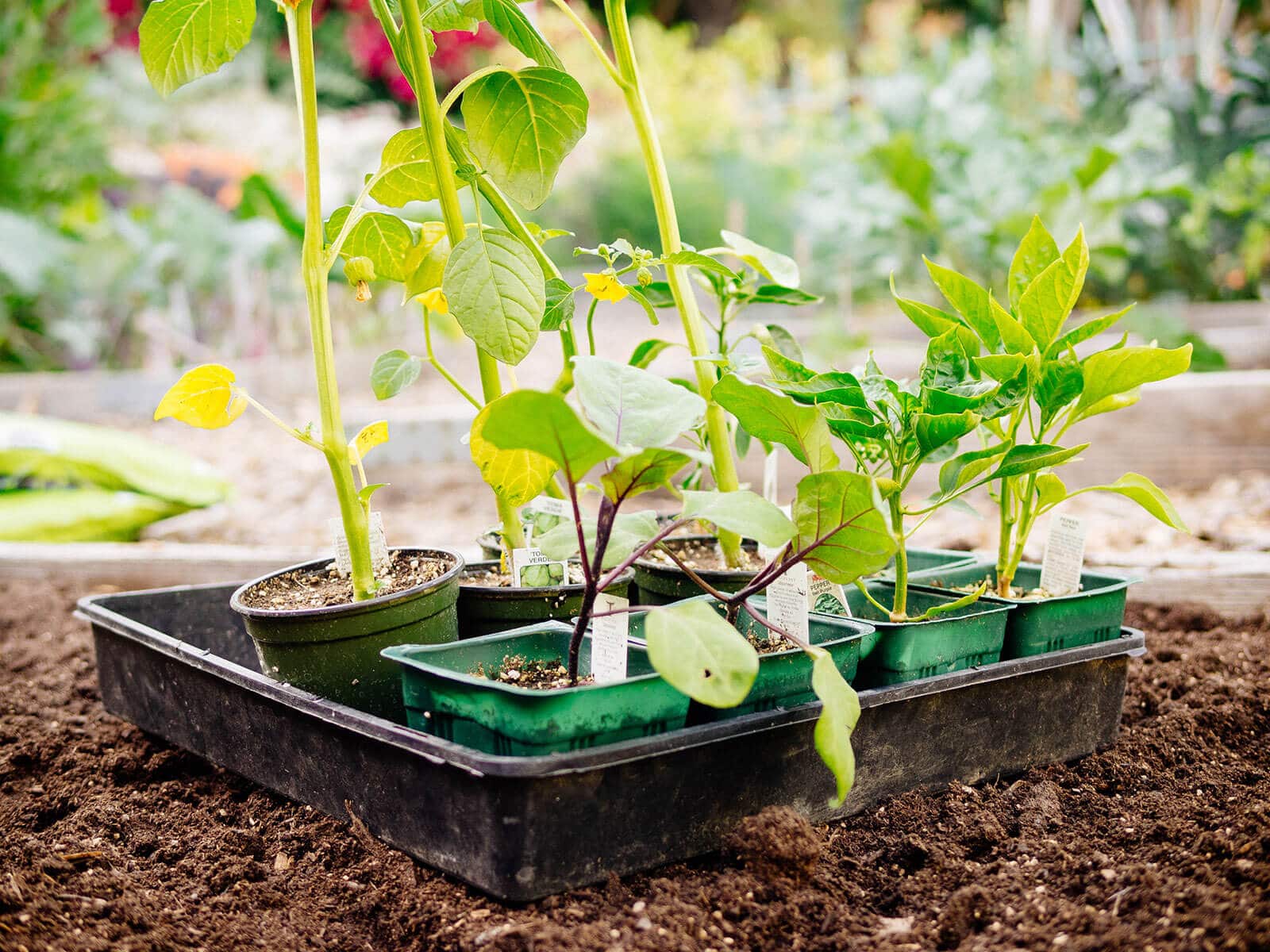 Seedlings purchased from a nursery should be hardened off before transplanting