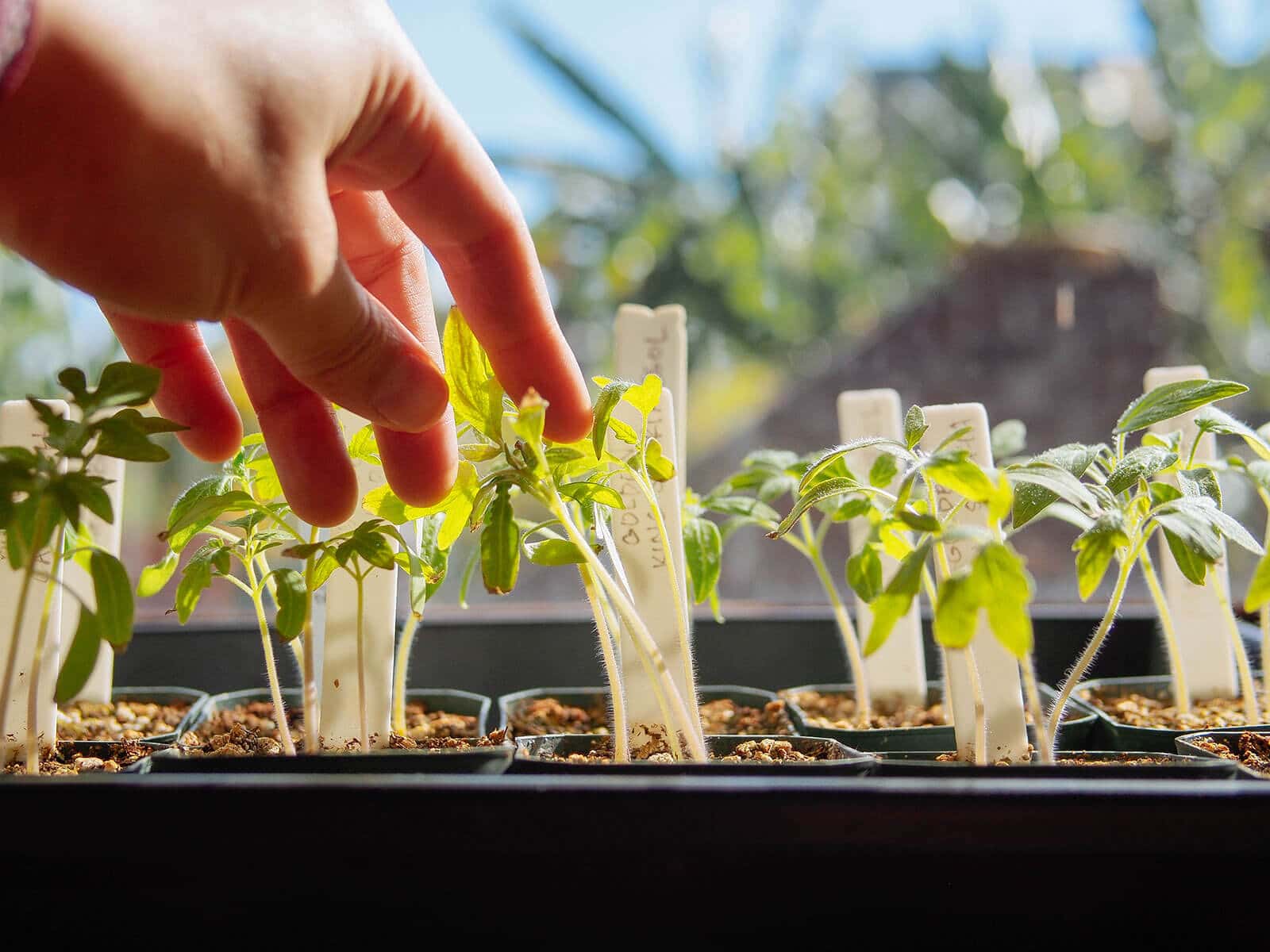Brushing seedlings with your hand helps them develop stronger stems