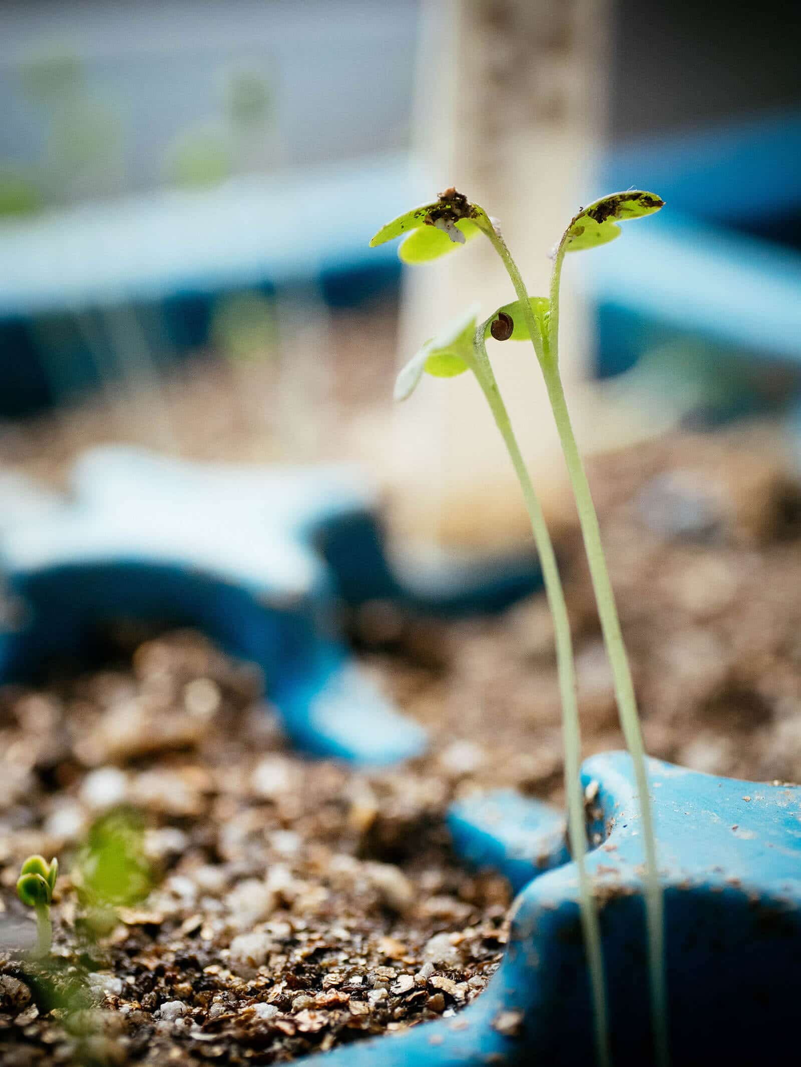 Fix leggy seedlings by giving them artificial light to support healthy growth