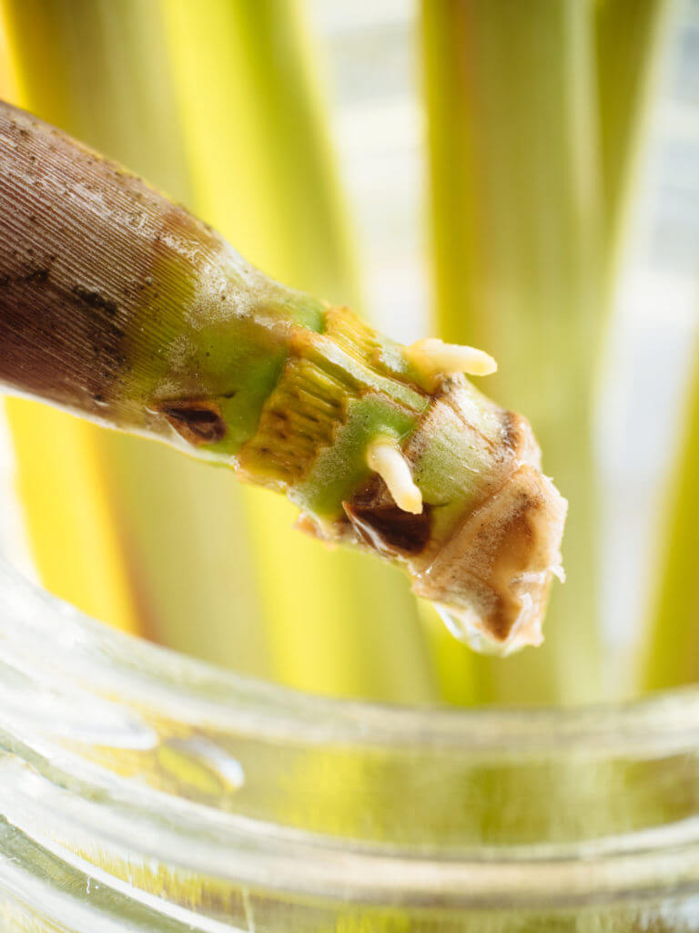 How to Grow Lemongrass from Store-Bought Stalks