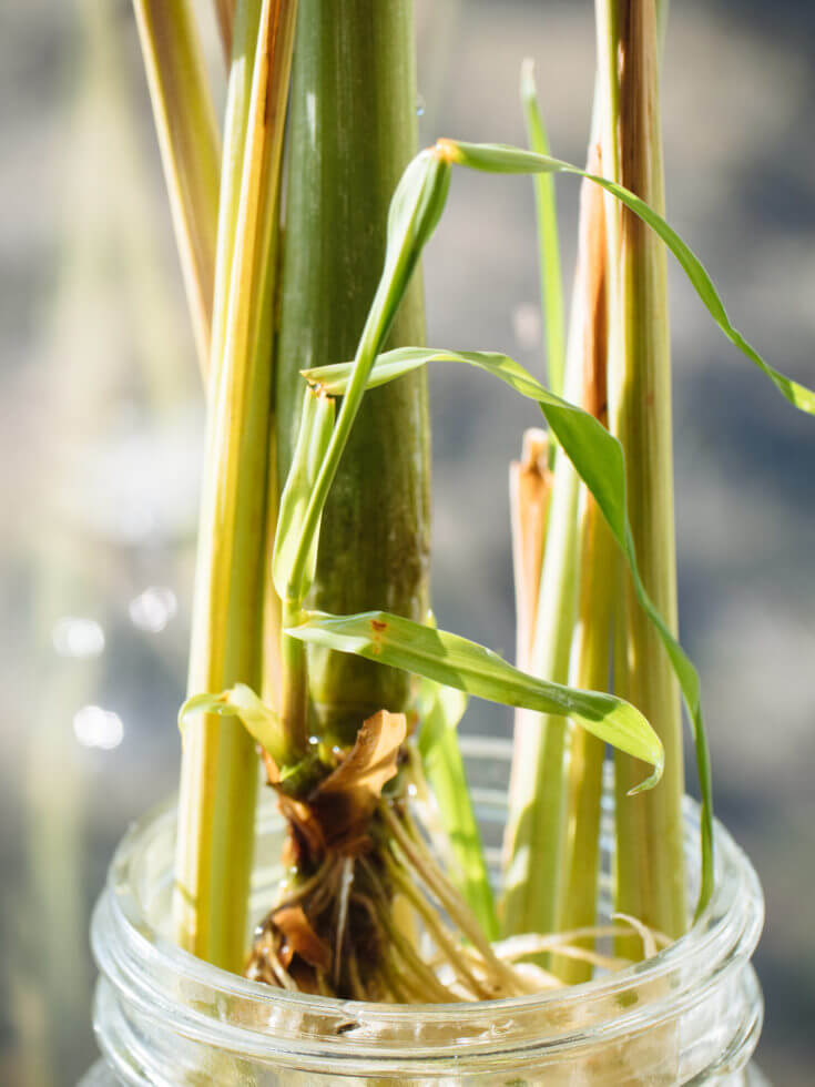 How to Grow Lemongrass from Store-Bought Stalks – Garden Betty