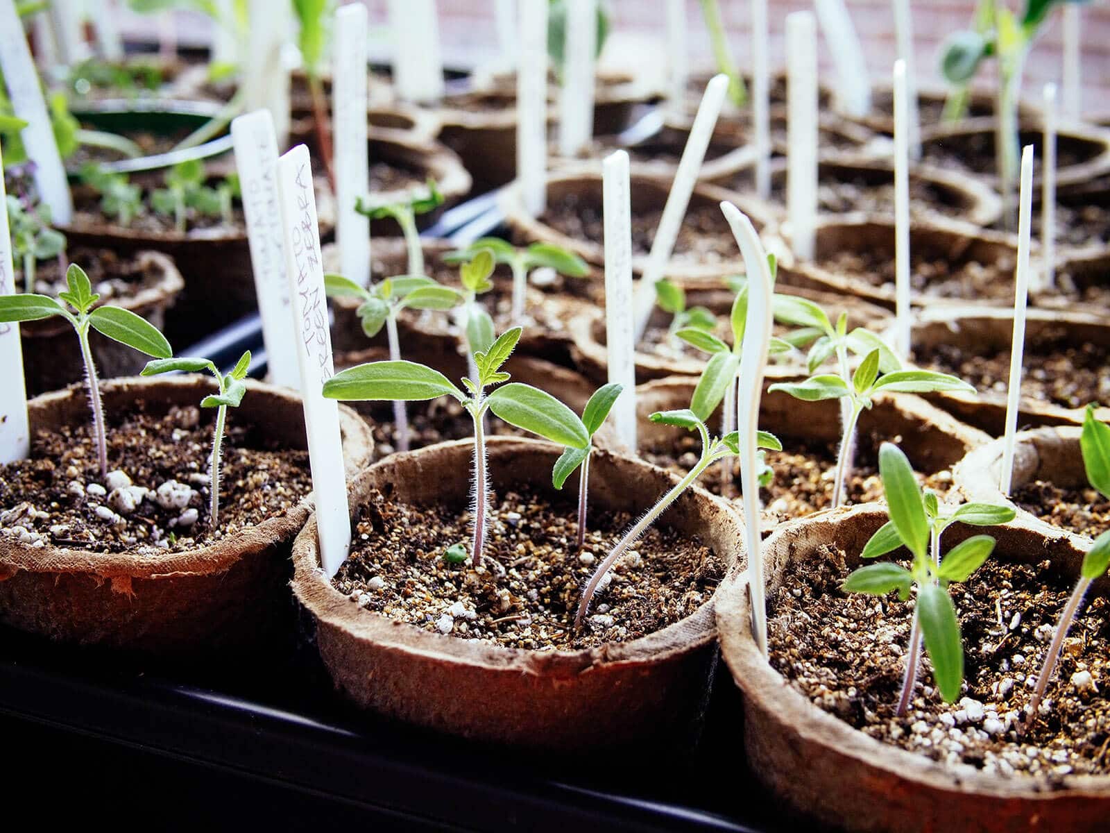 New tomato seedings with cotyledons