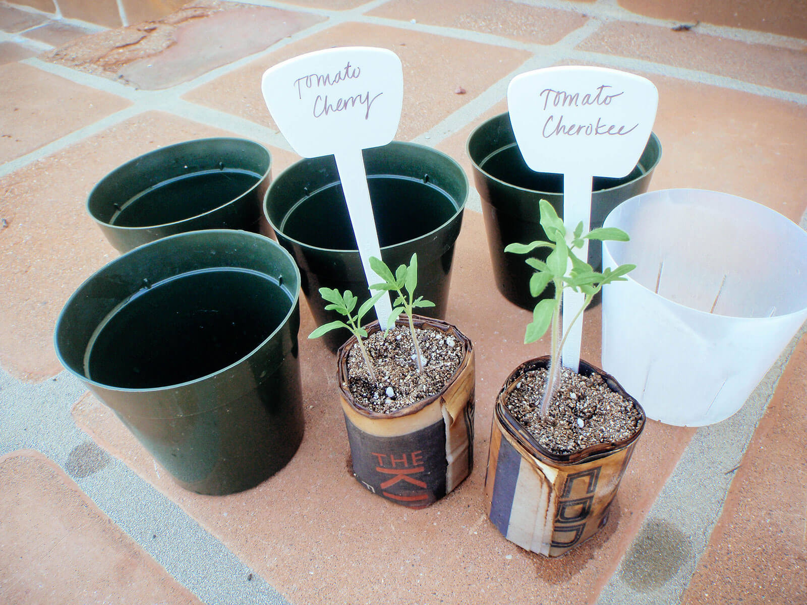 Gather clean 4-inch pots and high-quality potting soil to repot tomato seedlings