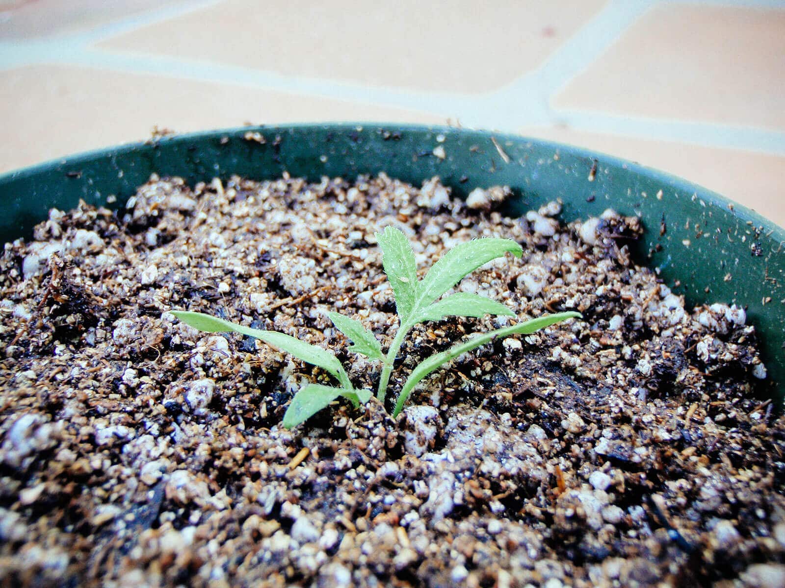 Bury the stem of the tomato seedling up to its lowest set of leaves