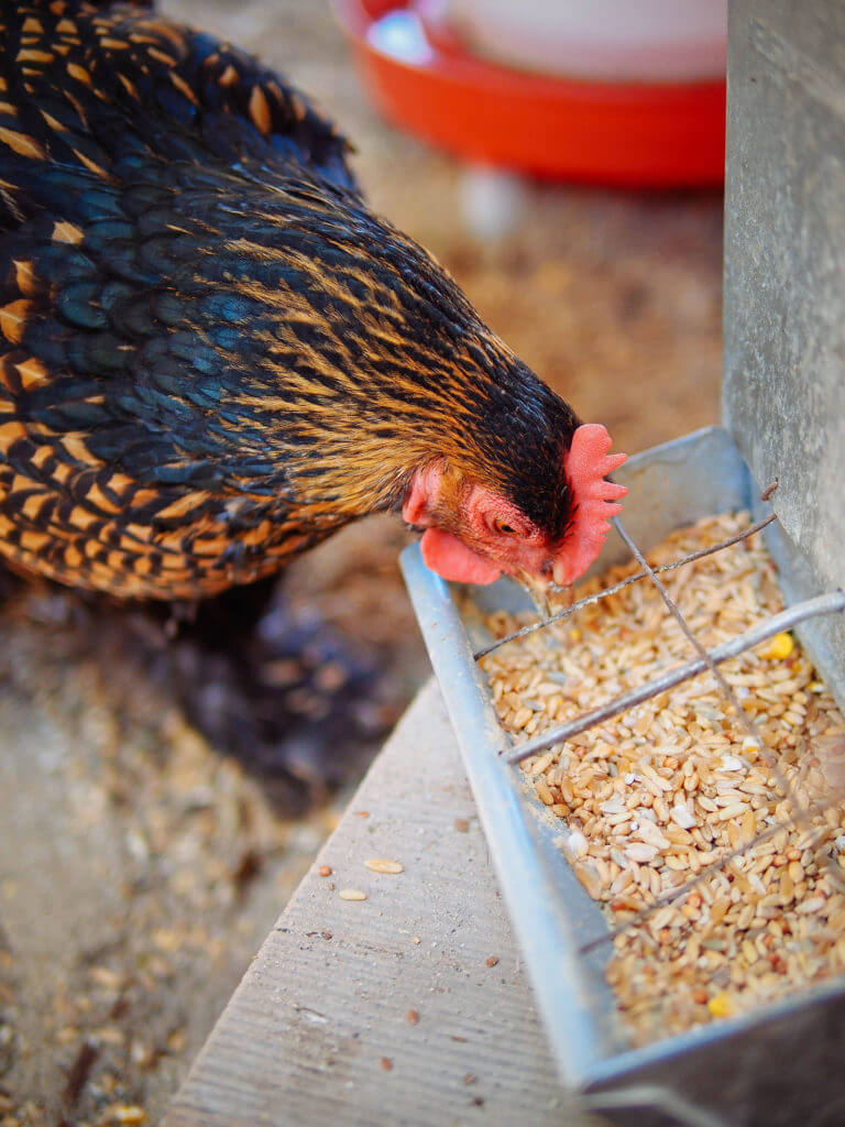 Homemade Soy Free Corn Free Chicken Feed With Whole Grains Garden Betty