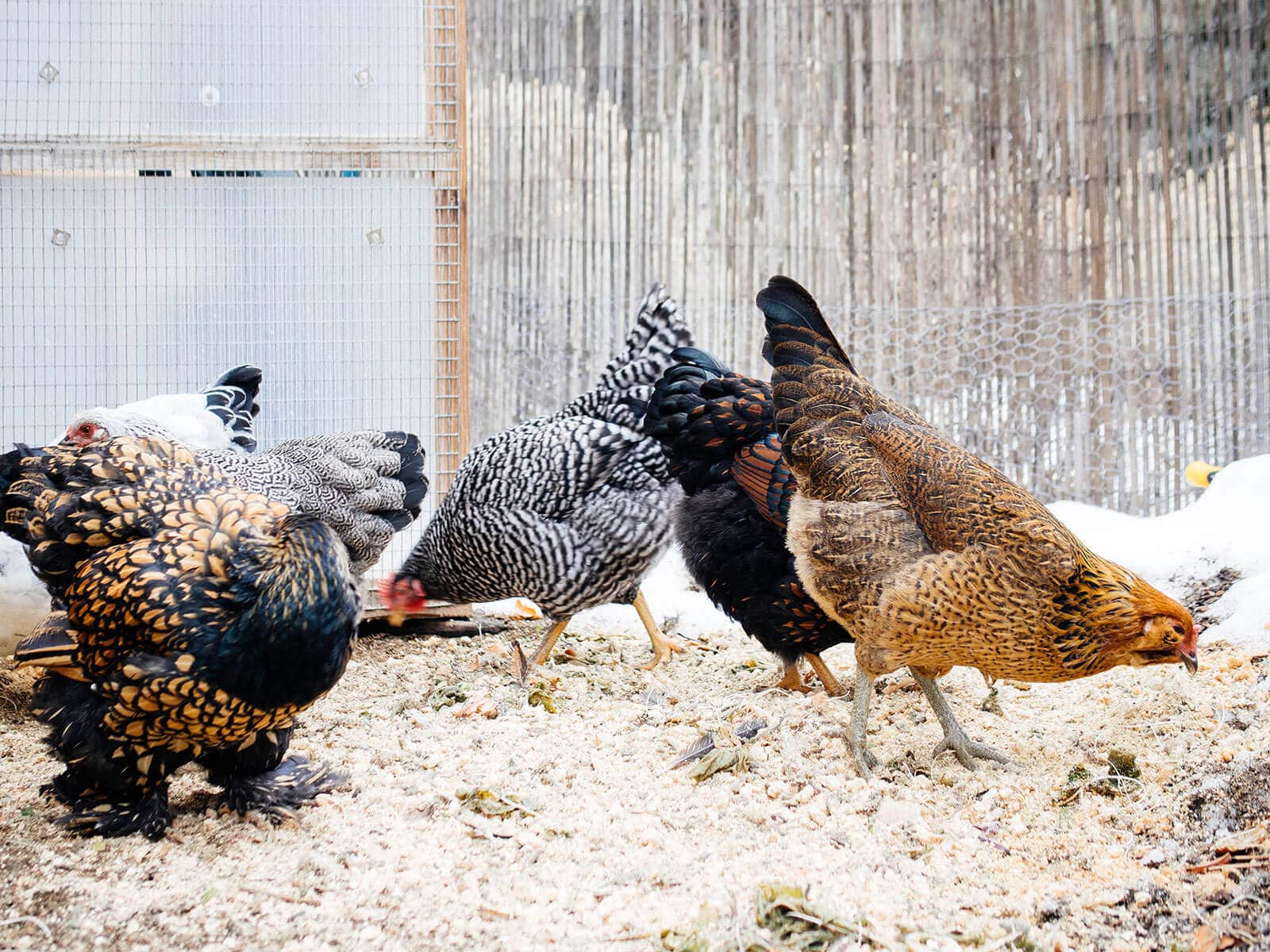 A flock of laying hens pecking and scratching at the ground