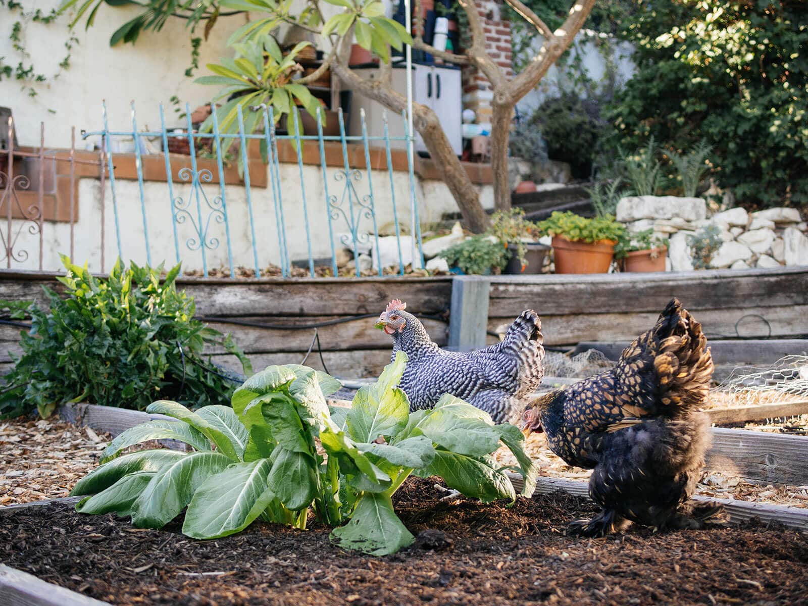 Chickens foraging in a raised bed garden