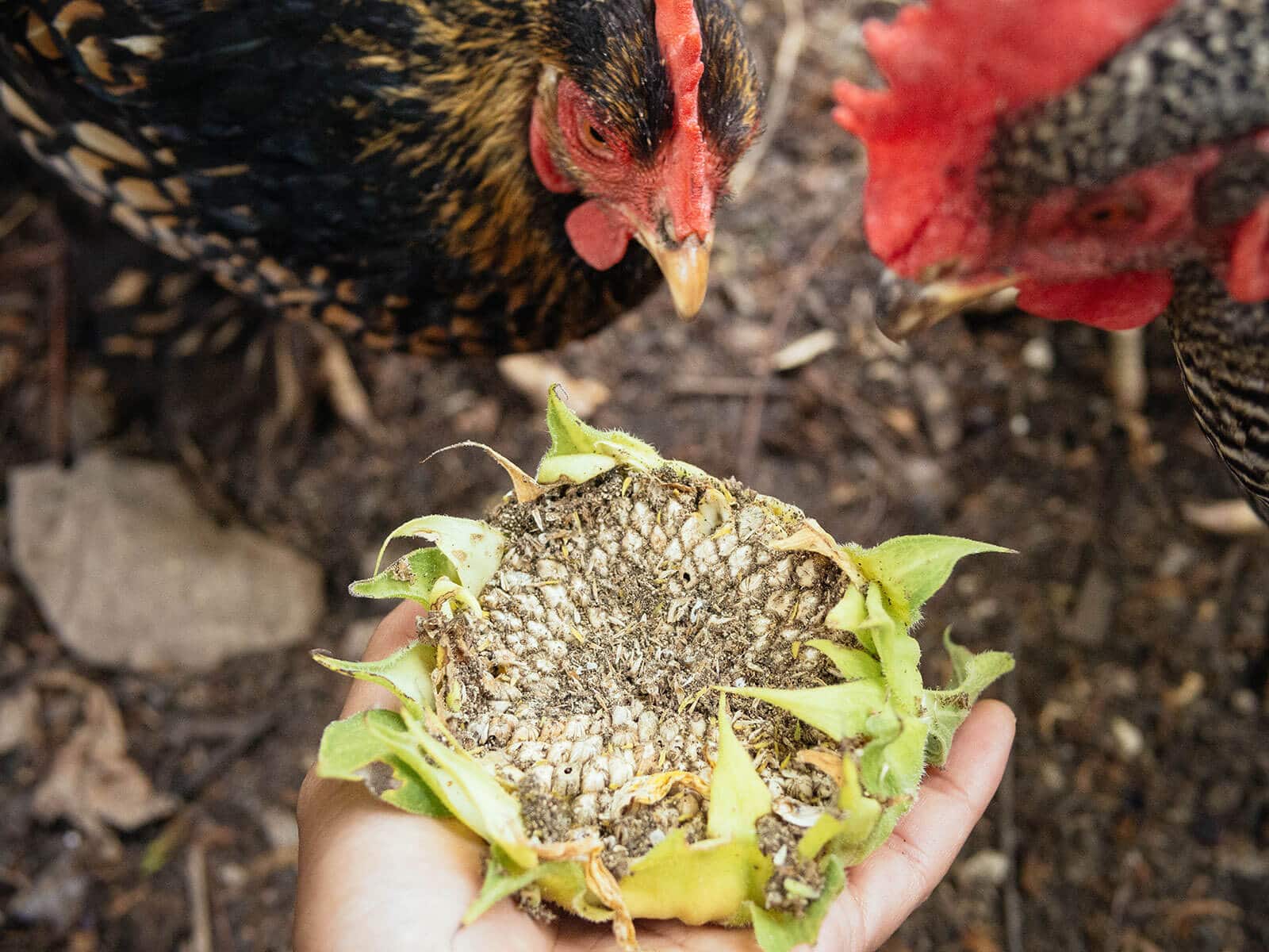 Chickens scoping out a sunflower seed head
