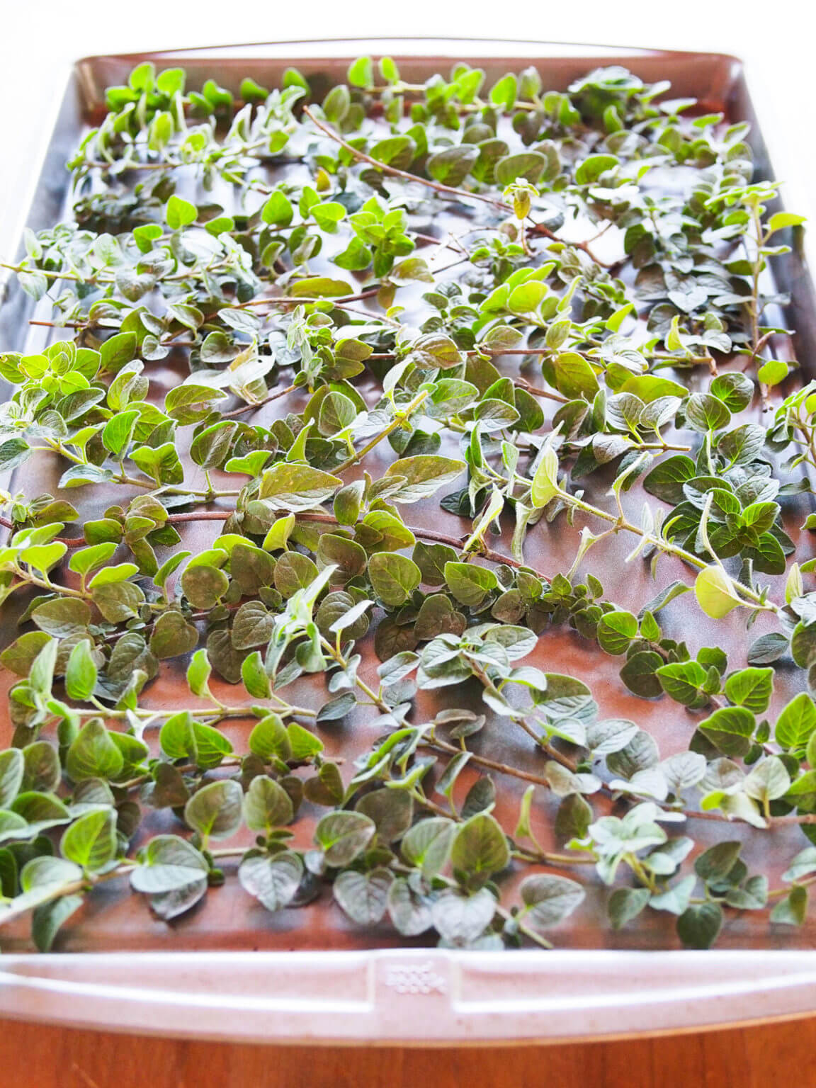 How To Dry Oregano And Other Herbs Fast Use The Oven Garden Betty   How To Dry Oregano 01 1152x1536 