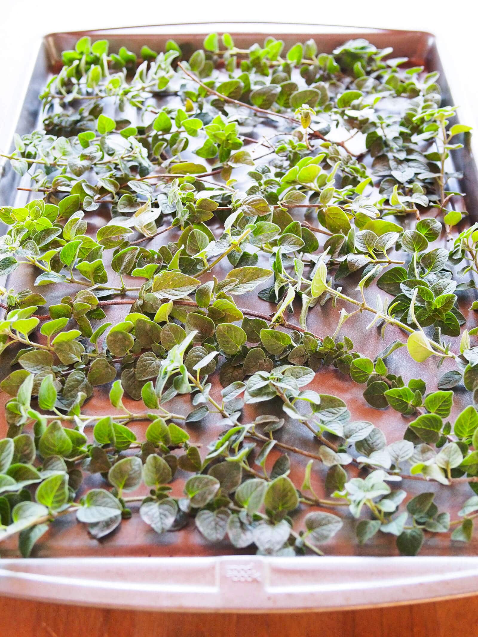 How to dry oregano (and other herbs) fast — use the oven!