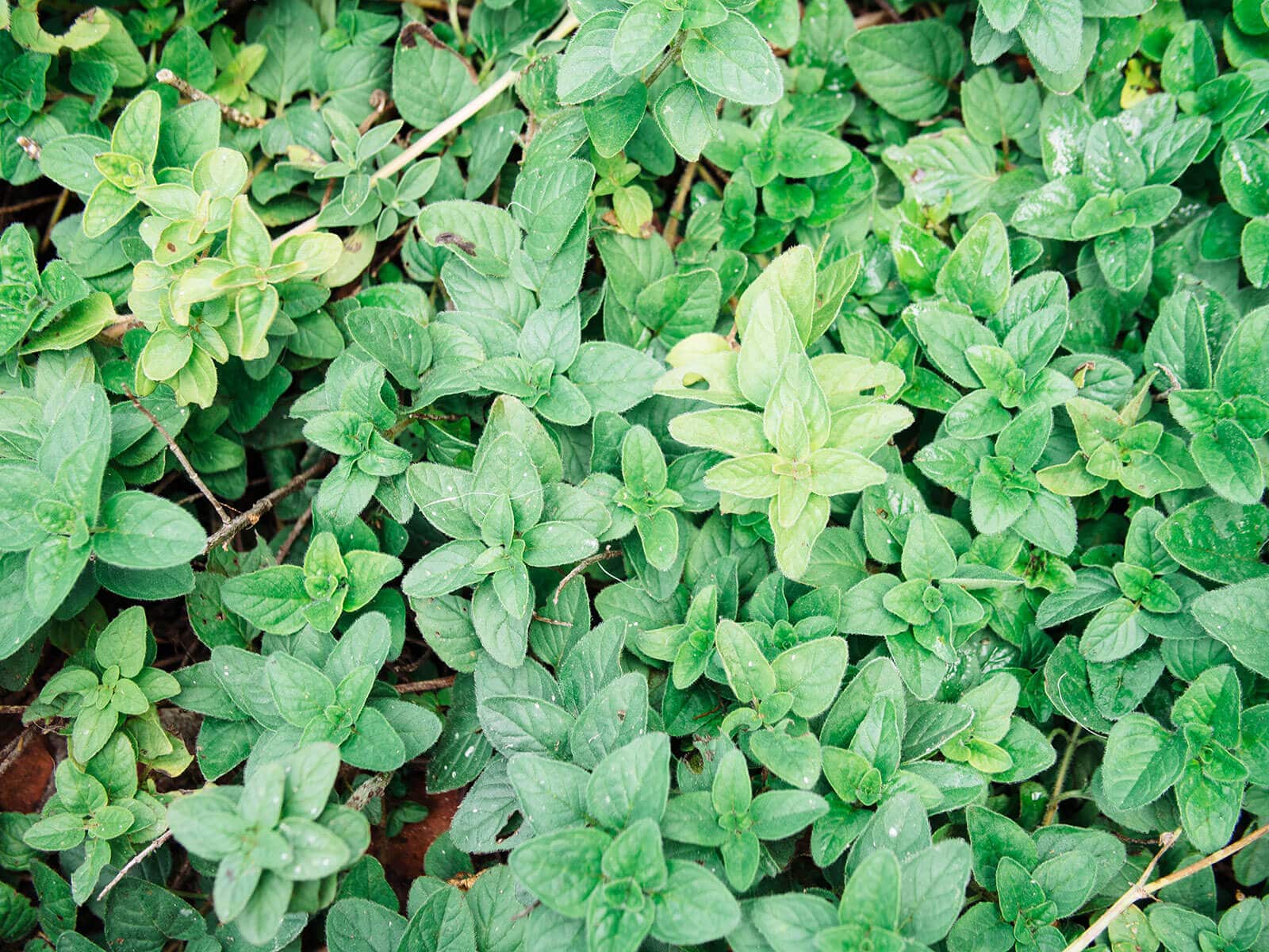 Oregano grown as an edible ground cover